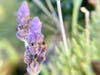 Blonde lavender perks-up after the rain.