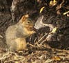 A squirrel munching on lunch.