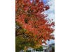 Autumn leaves on a tree in Burlingame, Calif.