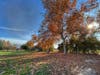 Autumn spectacle at Barandas Park in Sacramento, Calif.