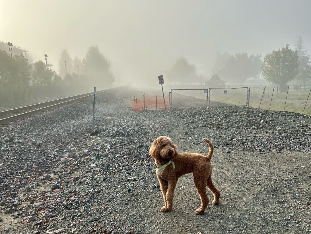 Walking the dog in Fremont, Calif.