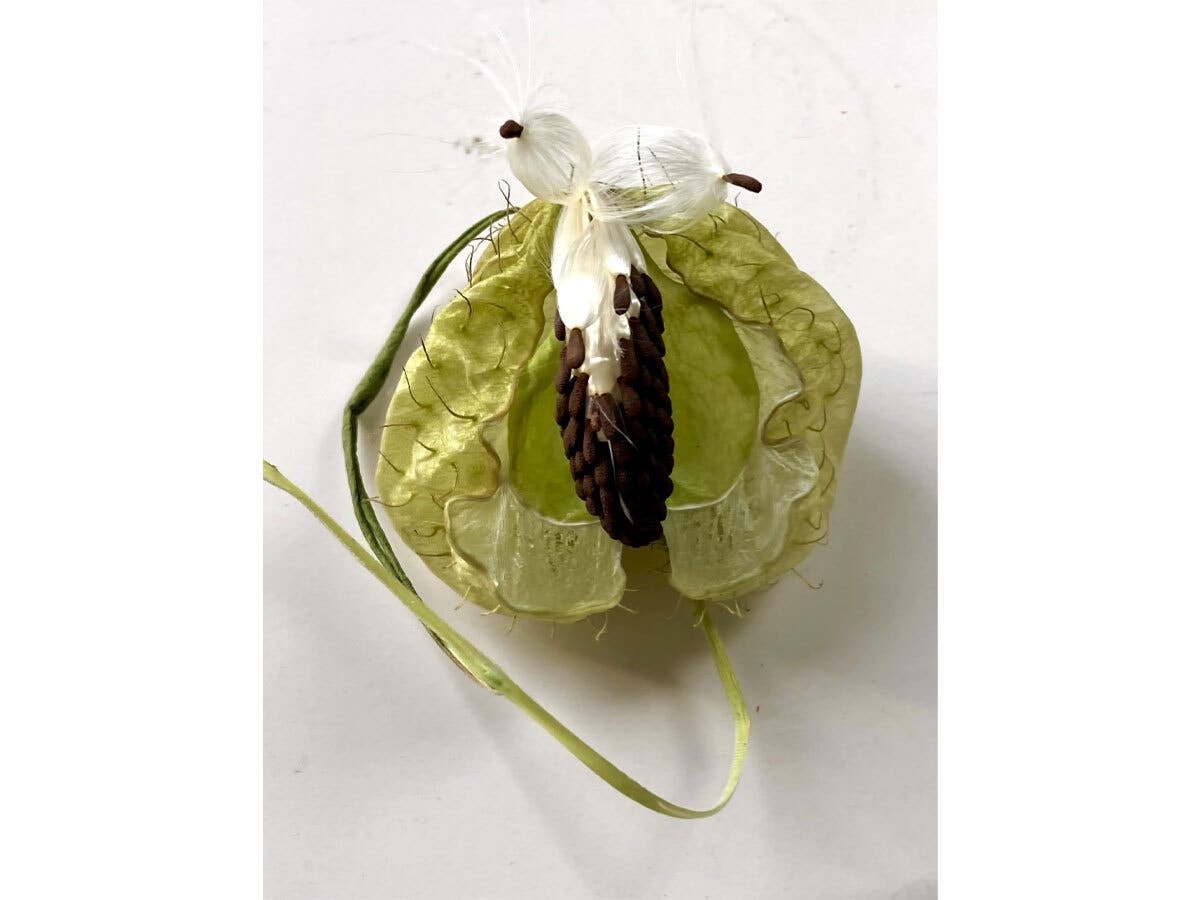 Milkweed seed pod in San Leandro, Calif.
