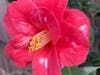 A lovely camellia blooms in San Leandro, CA,