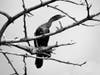 Cormorant in a tree in Alameda, Calif.