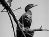 Cormorant in a tree in Alameda, Calif.