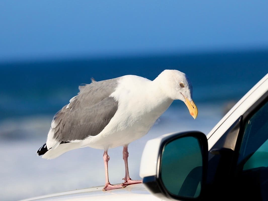 Seagull lands on a car at Pescadero State Beach in San Mateo County, Calif.