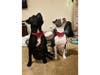 Dogs wearing Christmas ties in Sacramento, Calif.