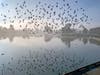 Birds fly over Lake Elizabeth in Fremont, Calif.