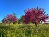Orchard Park in springtime.