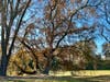 Wintery trees at Orchard Park in Sacramento.
