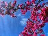 Orchard Park in springtime.