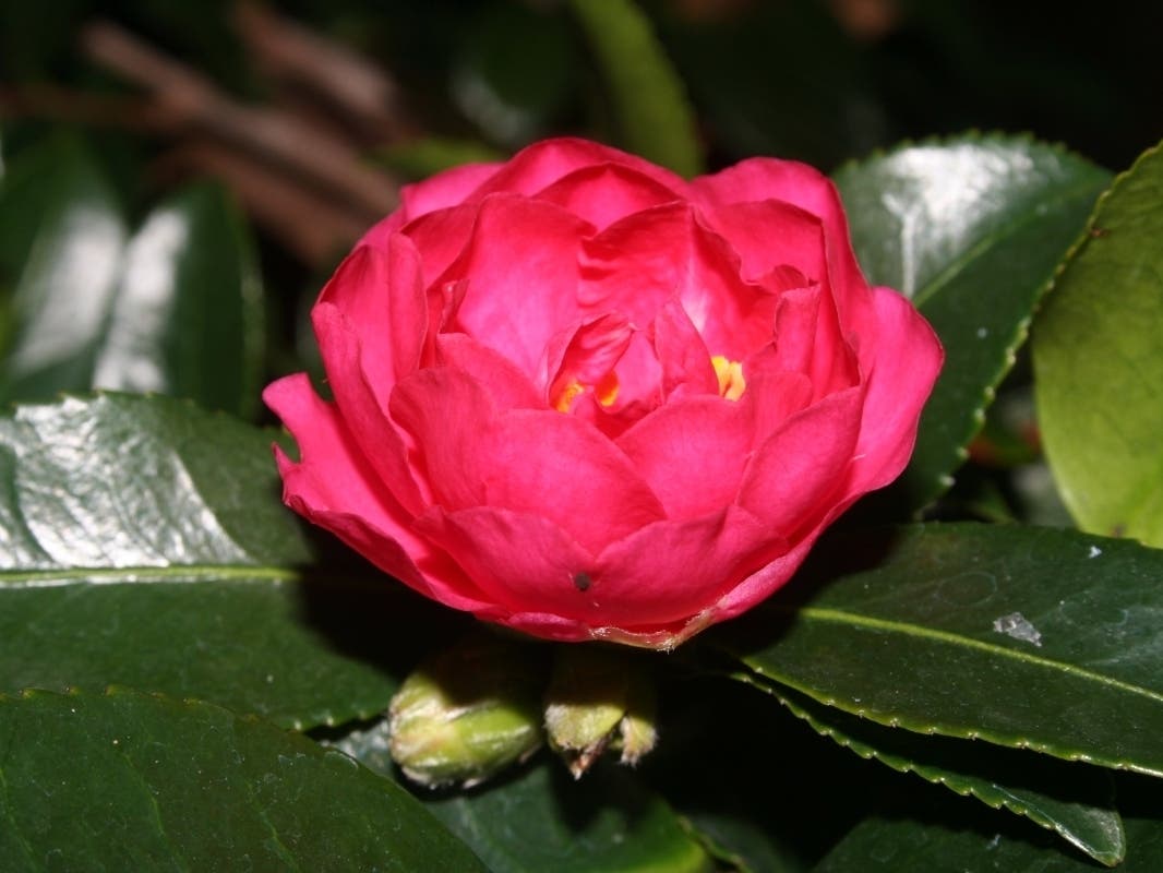 A camellia blooms in Fremont, Calif.