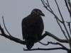 A young bald eagle at Quarry Lakes in Jan. 2019.