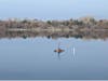 The trees near the lake a bare in Dec. 2022 as a lone man reads a book out on the lake.