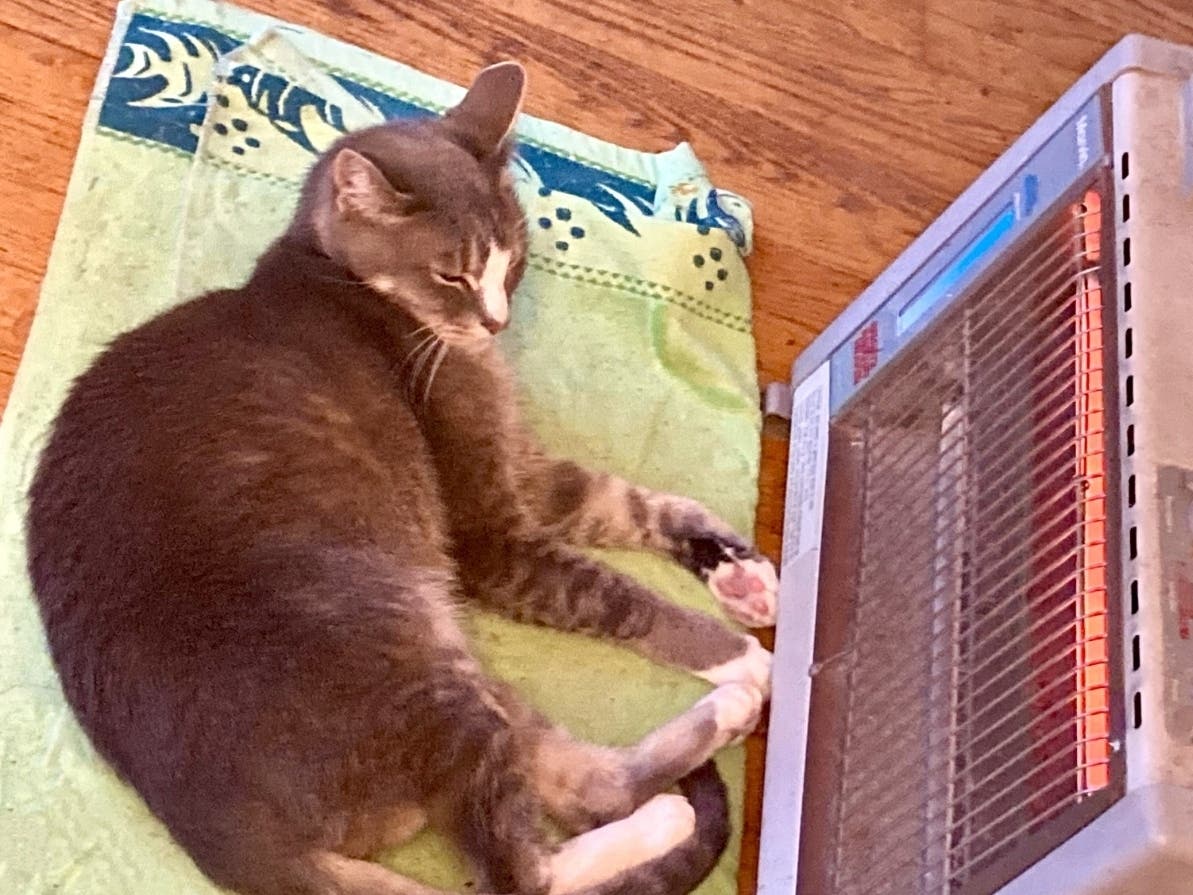 Buddy basking in front of the heater in San Leandro, Calif.