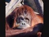 An ape - trip to the Sacramento Zoo on Sunday, June 7.