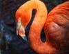 A flamingo  - trip to the Sacramento Zoo on Sunday, June 7.
