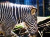 A zebra - trip to the Sacramento Zoo on Sunday, June 7.