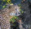 A cheetah - trip to the Sacramento Zoo on Sunday, June 7.