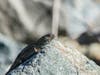A lizard taking in the sun, along Alameda Creek .