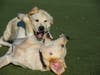 Dogs wrestling at Fremont dog park.