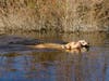 Pups share a stick while swimming in a pond.