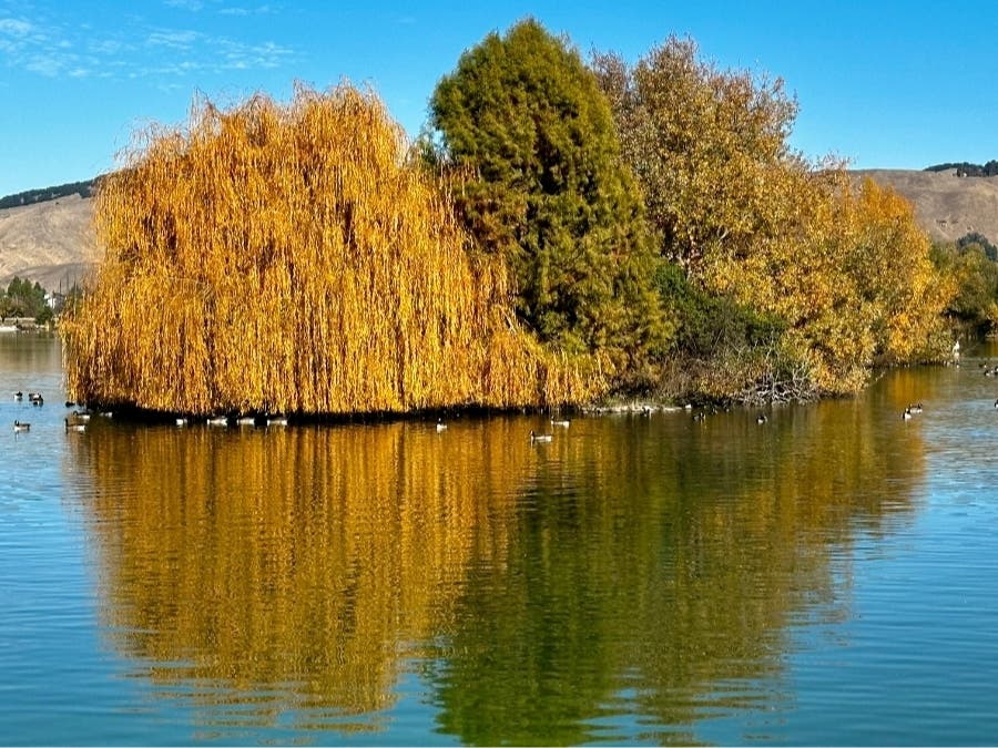 Lake Elizabeth is a place of shelter for water fowl.