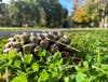 A pinecone at Capitol Park in November.