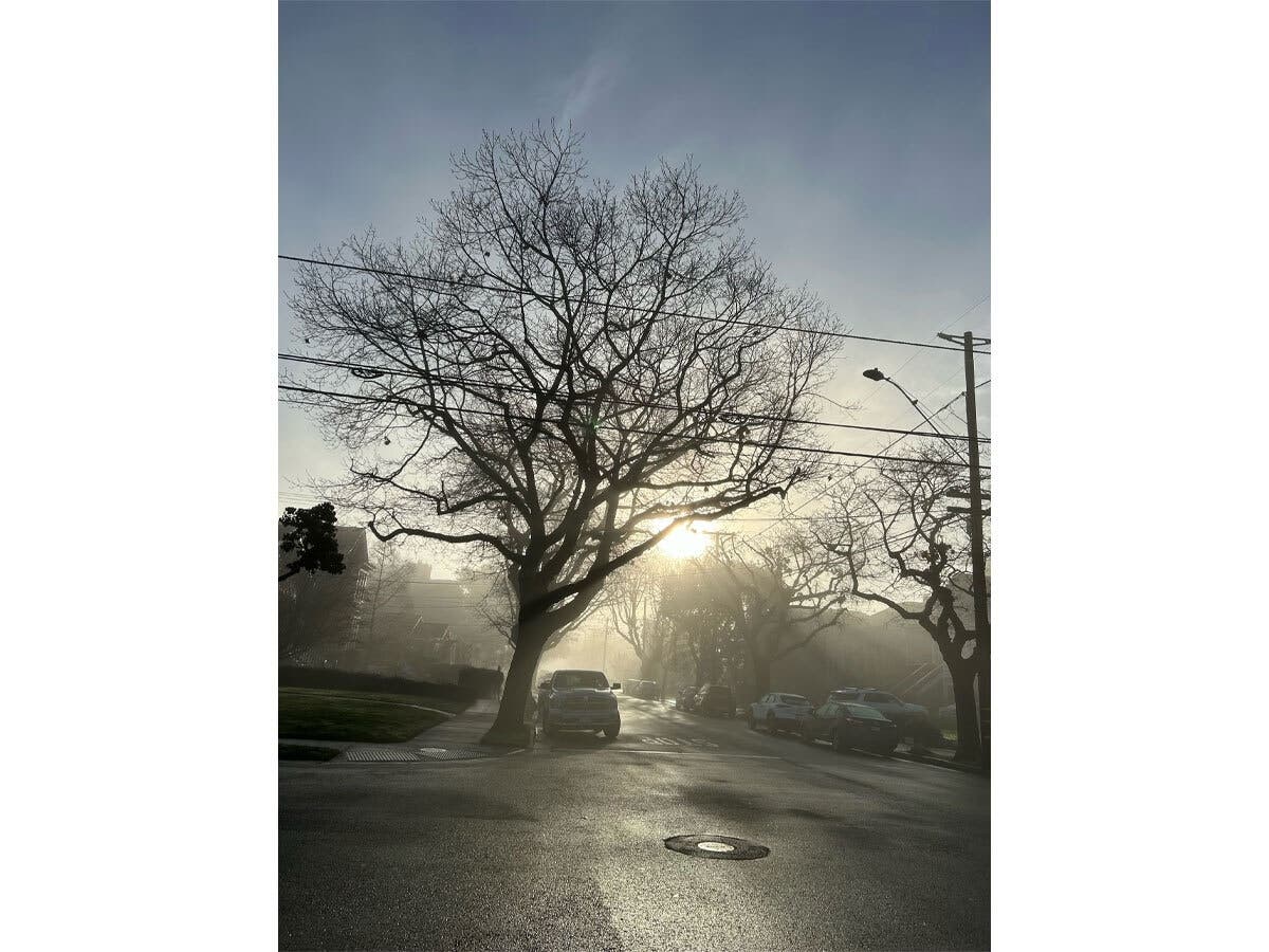 Street scene in Alameda, Calif.