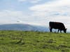 A cow grazes on the Vargas Plateau with Mission Peak in the background.