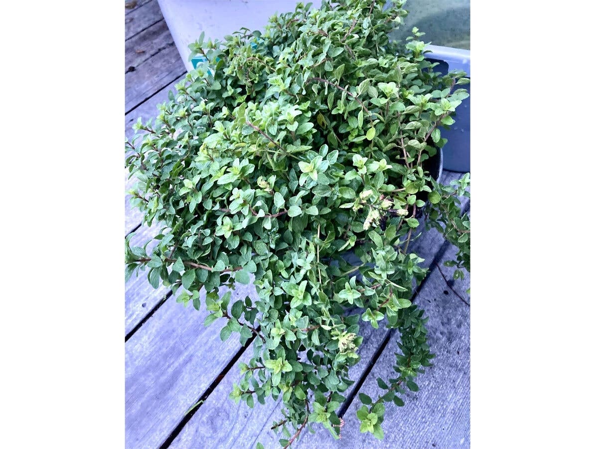 Marjoram plant in a bucket in San Leandro, Calif.
