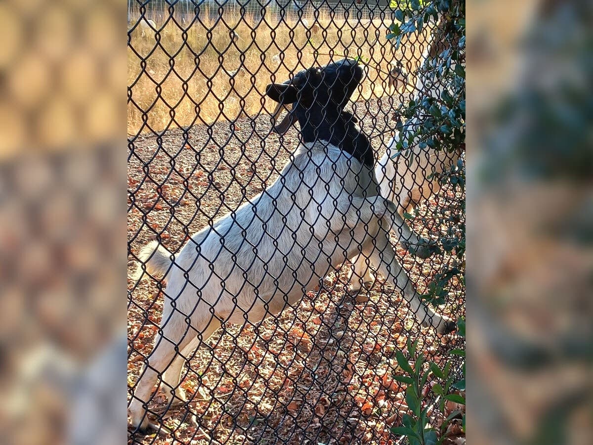 A goat reaching for something to eat in Fremont, Calif.