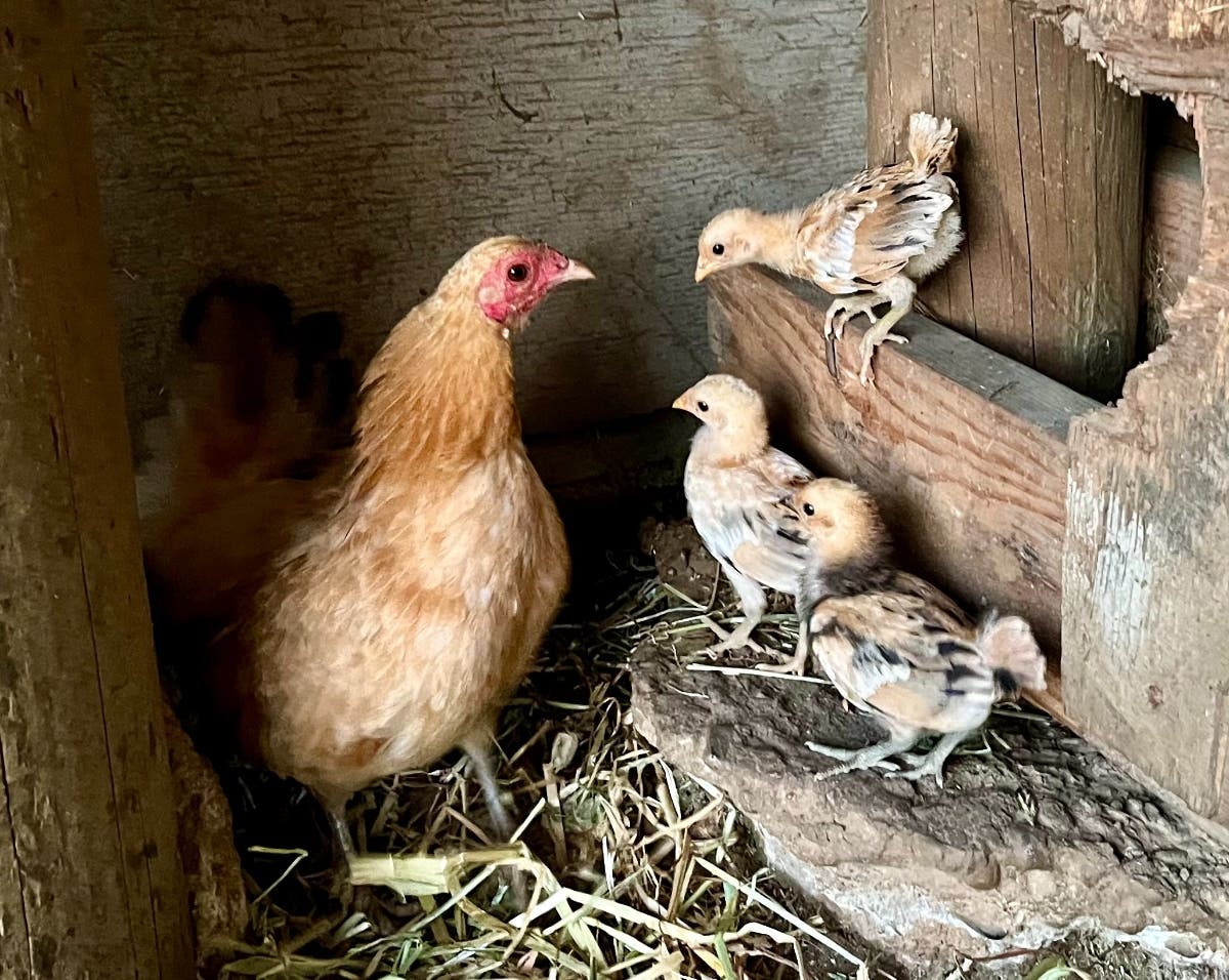 A hen and chicks inside a barn near Sacramento, Calif.