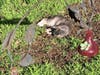 Buddy laying in his yard on a sunny day last year.