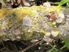 Mushrooms and lichen grow along the side of a fallen plum tree branch.