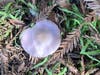 Mushroom grows in wet, deep redwood tree litter.