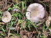 Mushrooms grows in wet, deep redwood tree litter.