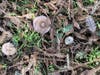 Mushrooms grows in wet, deep redwood tree litter.