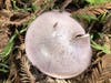 Mushroom grows in wet, deep redwood tree litter.