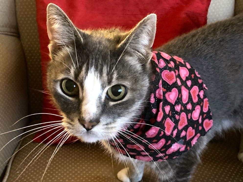 Buddy the cat is having a birthday.