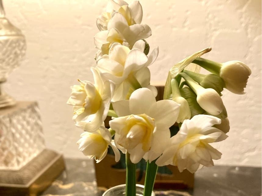 Double paperwhite narcissus grown in San Leandro, Calif.