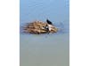 A coot in Central Park in Fremont, Calif.