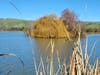 Lake Elizabeth in Central Park in Fremont, Calif.