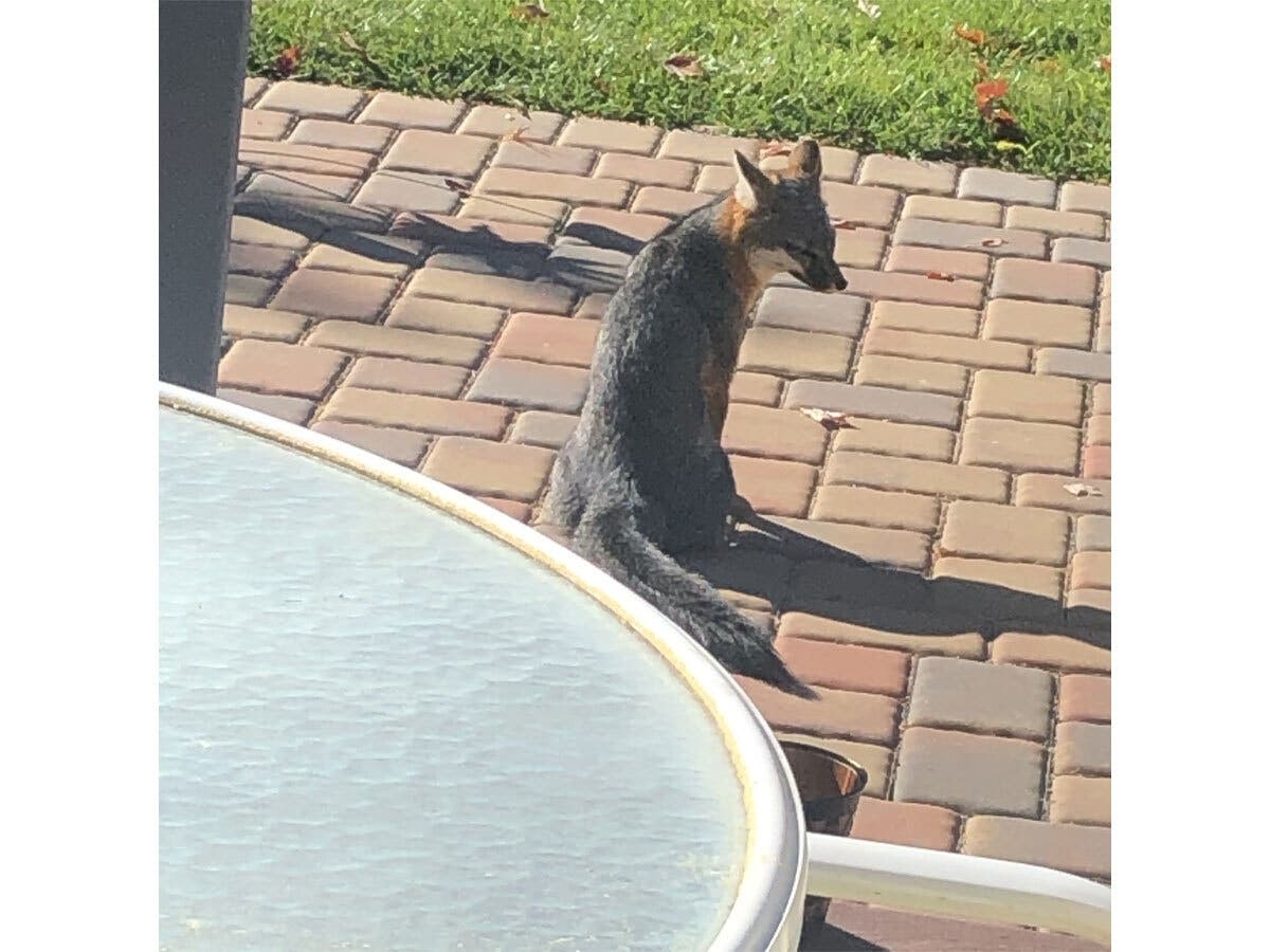 Fox Gets Comfy In Los Gatos Backyard: Photos Of The Day | Los Gatos, CA ...