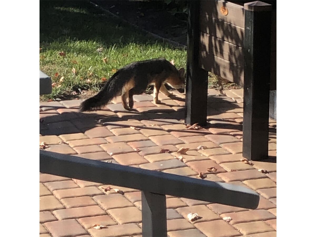 Fox Gets Comfy In Los Gatos Backyard: Photos Of The Day | Los Gatos, CA ...