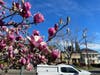 Pink magnolias in Alameda, Calif.