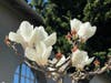 White magnolias in Alameda, Calif.