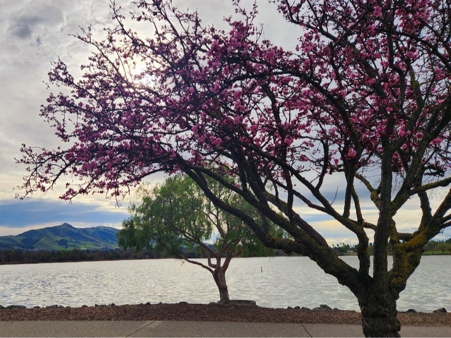 Japanese cherry tree,  with Lake Elizabeth and Mission Peak as the background.