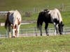 Horses grazing in fresh grass.