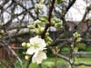Plum Tree bursts into bloom in San Leandro, Calif.